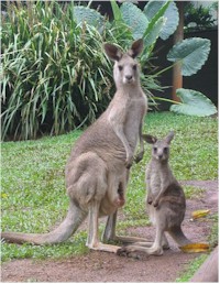 Kangaroos